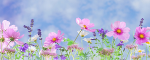 SpringSummer 2026 Banner